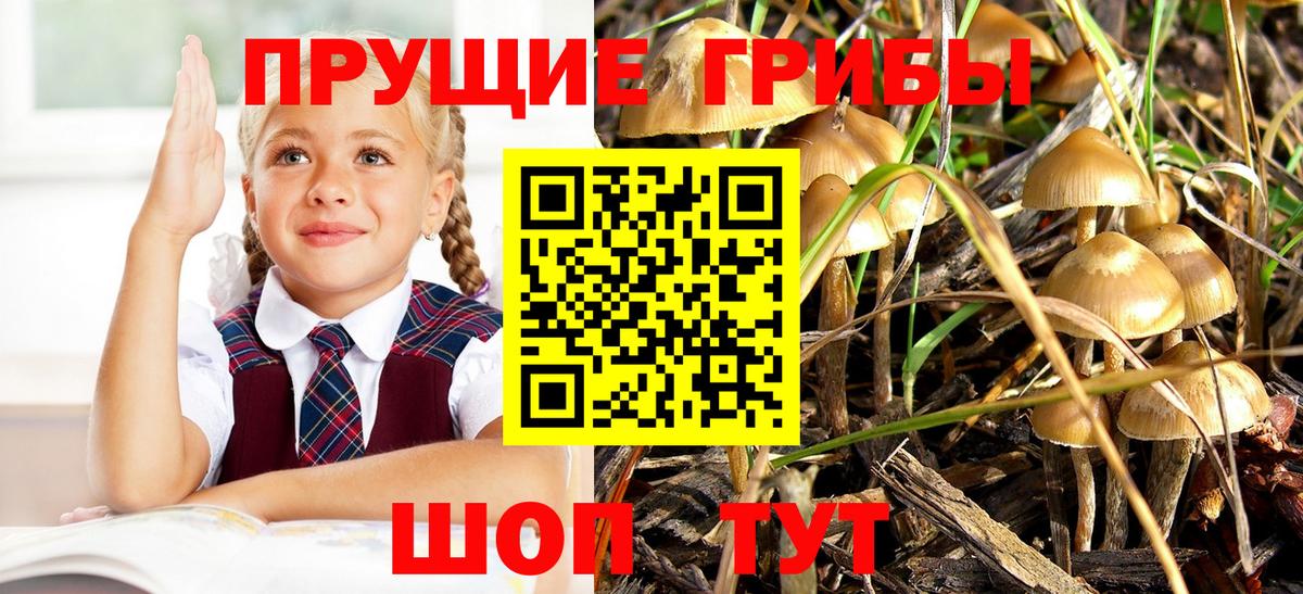 Галлюциногенные грибы GOLDEN TEACHER  Псилоцибиновые грибы Magic Shrooms  Нефтекумск  Вход с VPN 